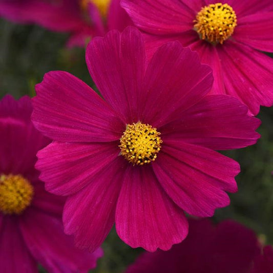 Flower Seeds Cosmos Sonata Carmine 50 Cosmos Seeds