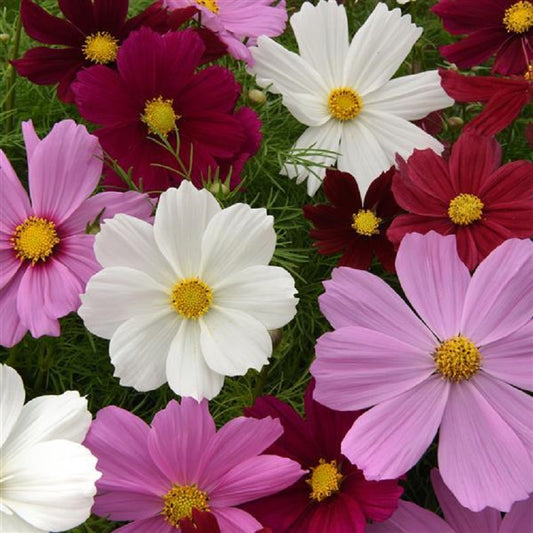 Flower Seeds Cosmos Sonata Mix 50 Cosmos Seeds