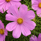 Flower Seeds Cosmos Sonata Pink 50 Cosmos Seeds