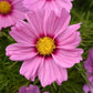 Flower Seeds Cosmic Seeds Pink Blush 50 Annual Seeds
