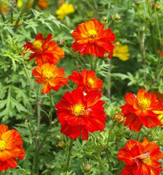 Cosmos Seeds Sunny Red 50 Flower Seeds