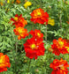 Cosmos Seeds Sunny Red 50 Flower Seeds