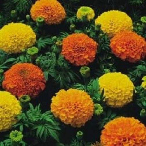 500 Marigold Seeds Cracker Jack Mix African Marigold