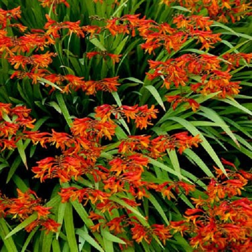 Crocosmia Seeds 250 Seeds Crocosmia Perennial Seed
