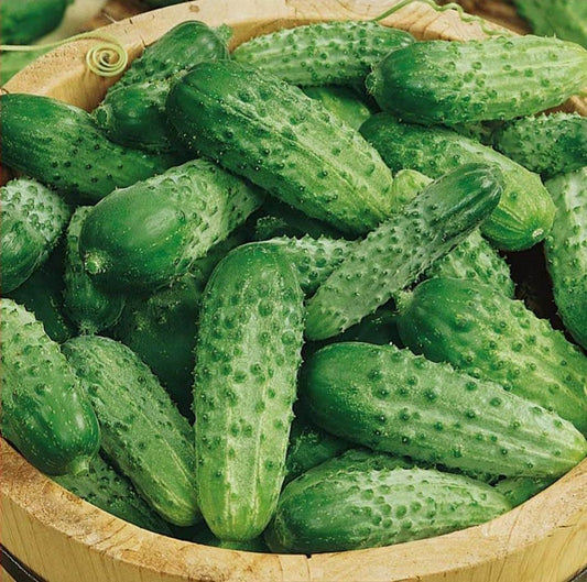 Cucumber Seeds Parisian Gherkin Heirloom Cucumber Seeds 25 thru 500 Seeds