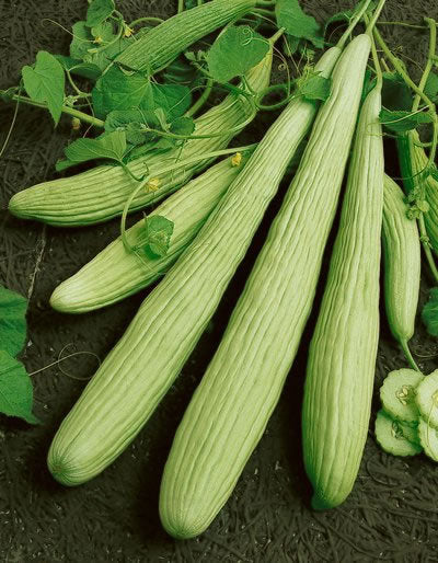 Cucumber Seeds Armenian Yard Long 25 thru 100 Seeds Garden Seeds