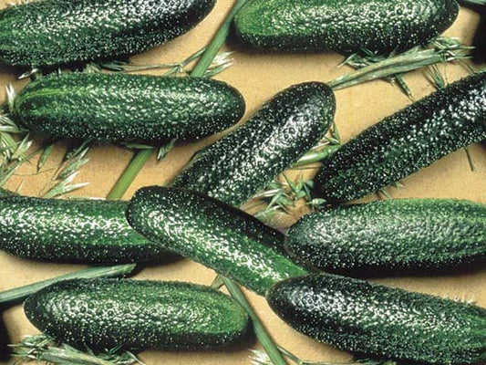 garden sweet burpless cucumber seeds Burpless Cucumber Seeds | Cool Breeze Cucumber