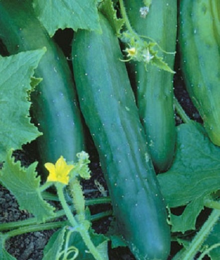 Cucumber Seeds Marketmore 25 thru 100 Seeds Vegetable Seeds