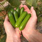 25 Cucumber Seeds Mini Me Vegetable Seeds