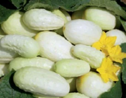 White Cucumber Seeds 50 Seeds Pickling Cucumber Mini White Cucumber