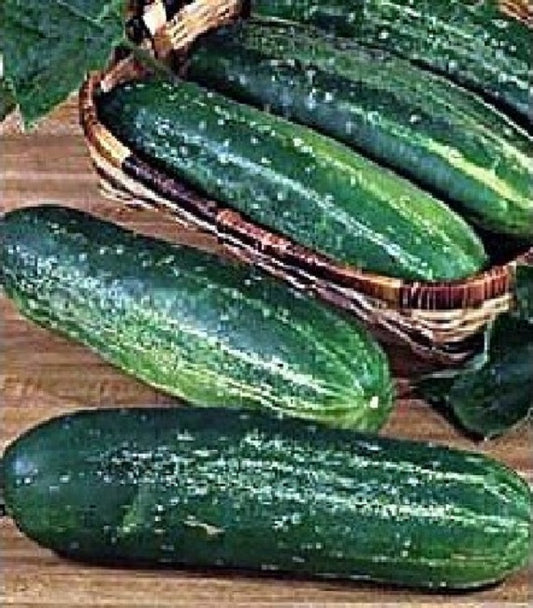 Cucumber Seeds Straight Eight 25 thru 100 Seeds