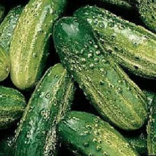 Cucumber Seeds Wisconsin SMR 58 Pickling Cucumber 50 thru 500 seeds