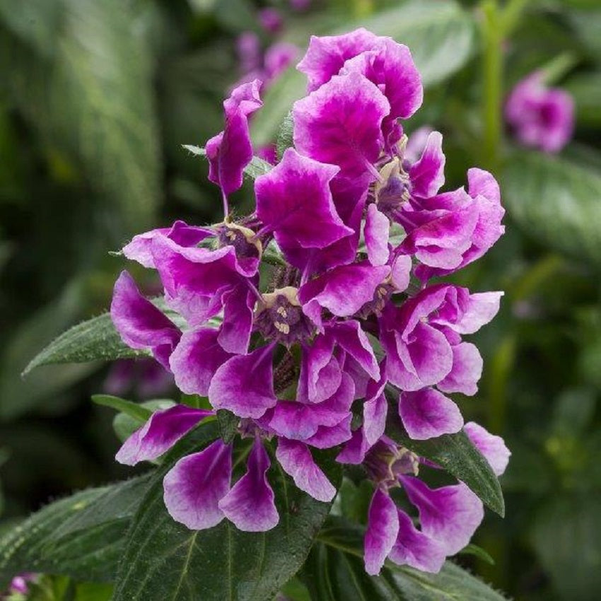 25 Cuphea Seeds Sriracha Lavender Bicolor Flower Seeds
