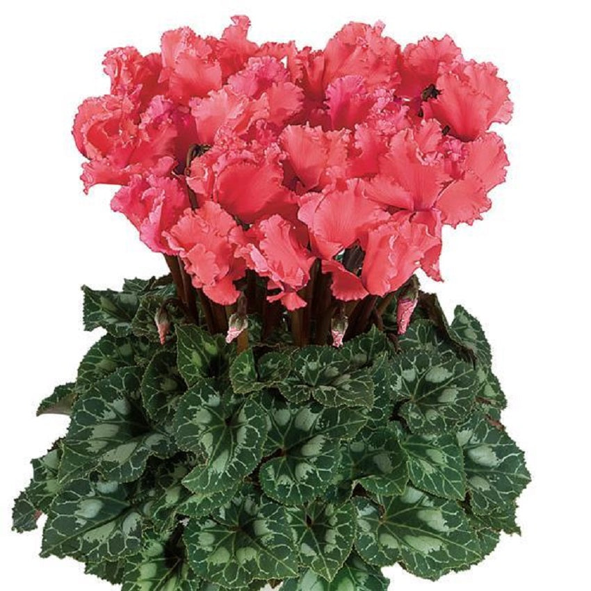 Cyclamen Seeds 15 Seeds Cyclamen Halios Curly Salmon