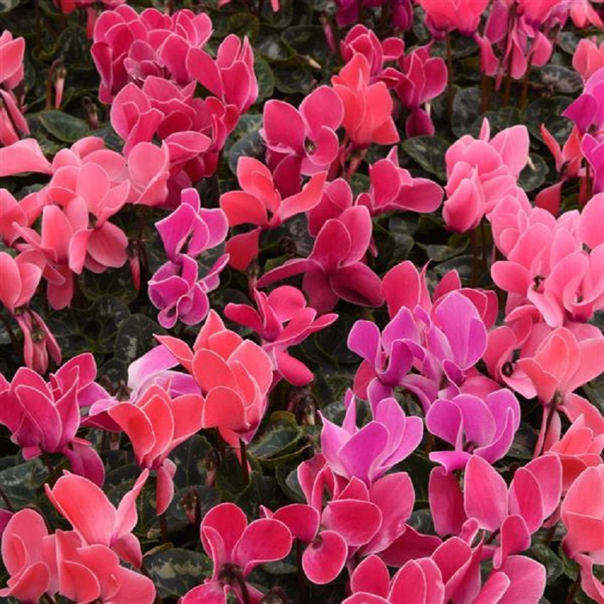Cyclamen Seeds 15 Seeds Cyclamen Dreamscape Flamed Dark Mix Flower Seeds