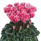 Cyclamen Seeds 15 Seeds Cyclamen Halios Curly Litchi Rose