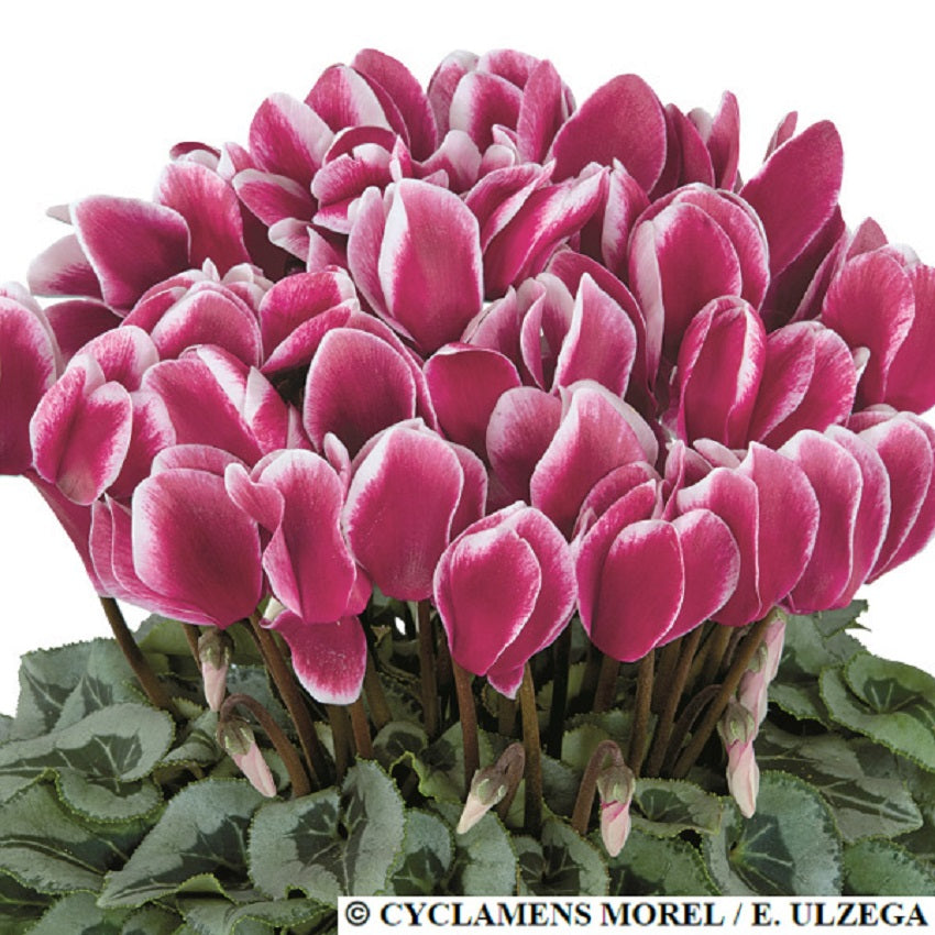 Cyclamen Seeds 15 Seeds Cyclamen Halios Fantasia Magenta Silver Leaf