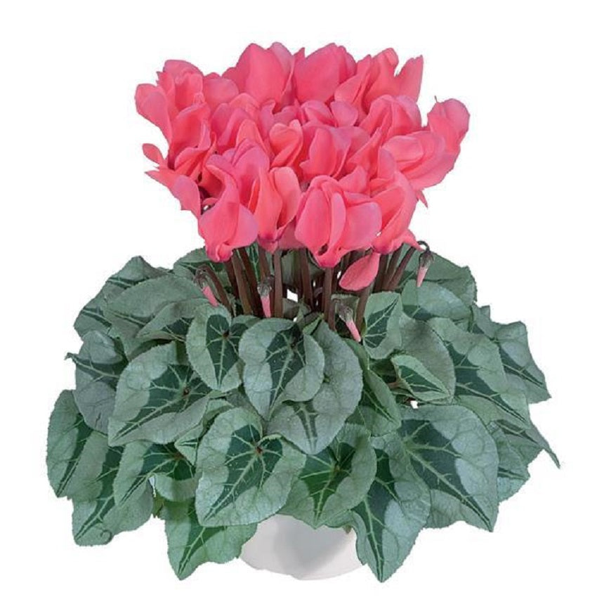 Cyclamen Seeds 15 Seeds Cyclamen Metalis Salmon Flower Seeds