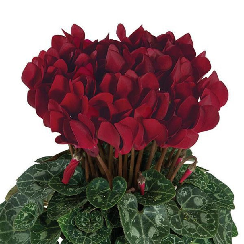Cyclamen Seeds 15 Seeds Cyclamen Smartiz® Bordeax