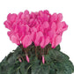 15 Cyclamen Seeds Cyclamen Smartiz® Bengal Rose