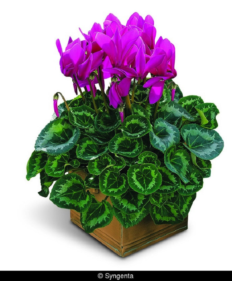 Cyclamen Seeds Synchro Sierra Purple 15 Cyclamen Seeds