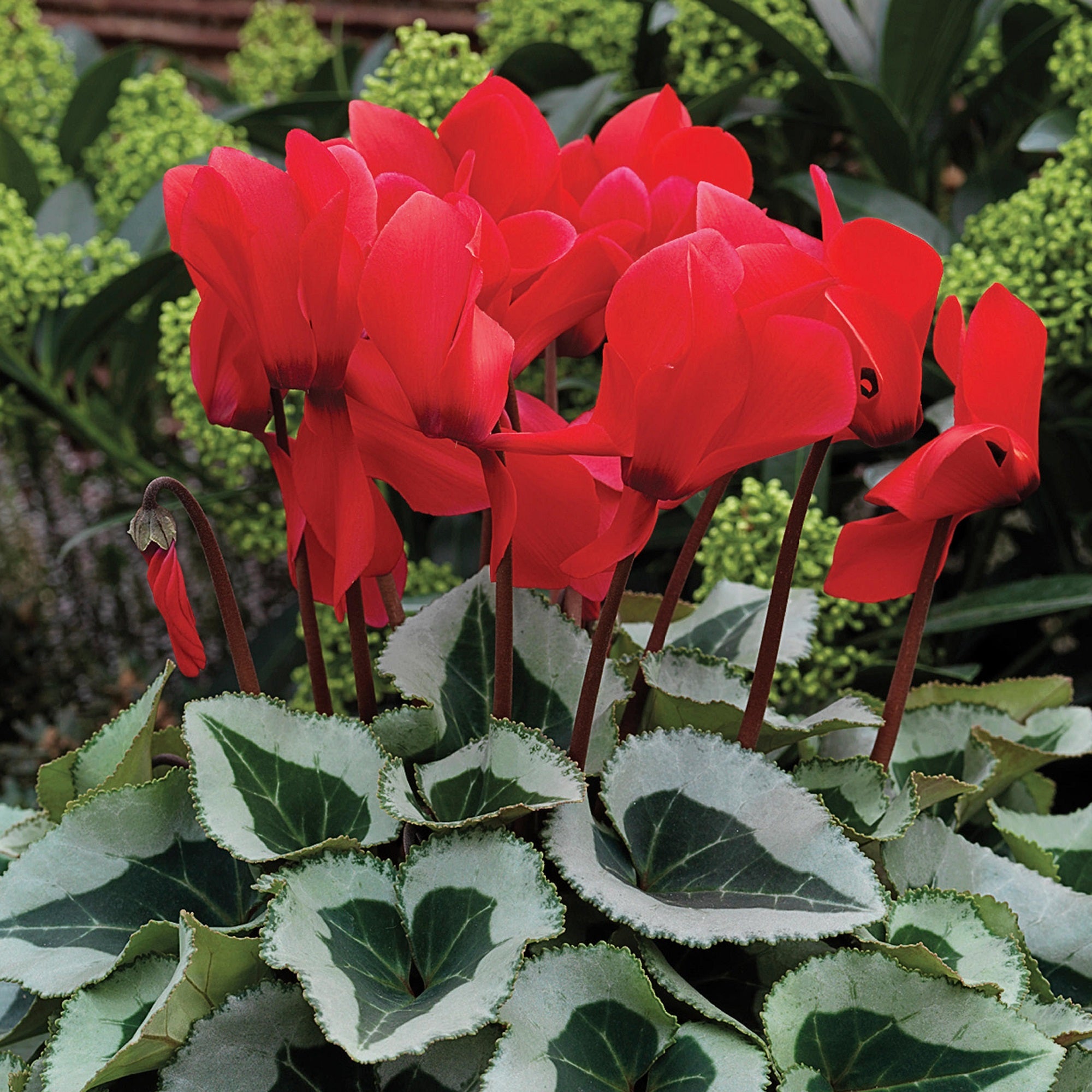 Cyclamen Seeds 15 Thru 100 Seeds Cyclamen Winter Ice Scarlet cyclamen-seeds-15-thru-100-seeds-cyclamen-winter-ice-scarlet