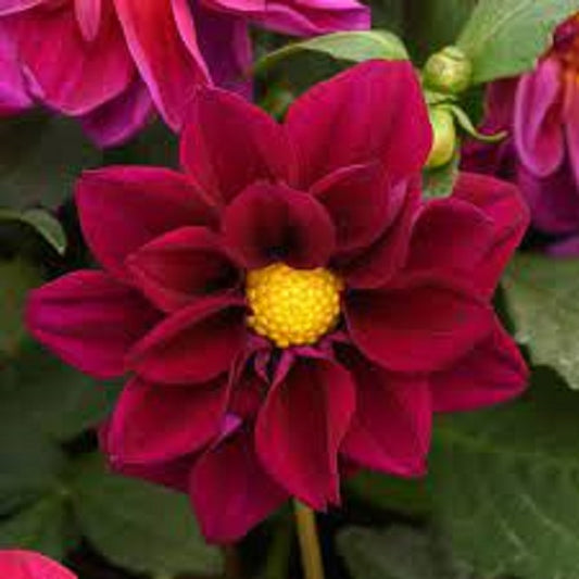 Dahlia Seeds Figaro Violet Shades 50 Seeds Dahlia Flowers