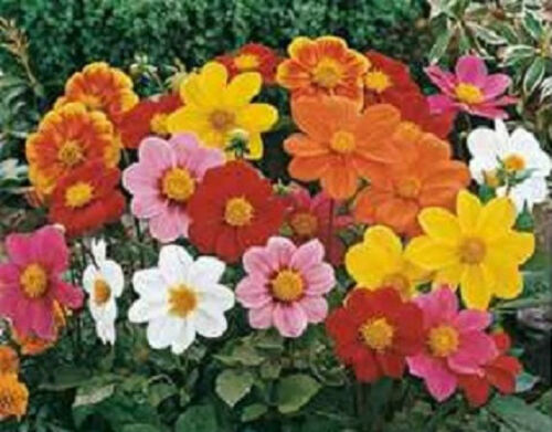50 Dahlia Seeds Mignon Mix Flower Seeds