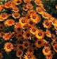 100 African Daisy Seeds Orange Flower Seeds