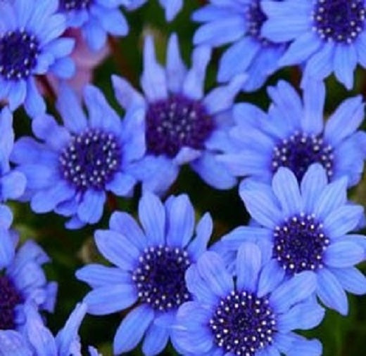 Blue Daisy Seeds Felicia Blue 100 Flower Seeds
