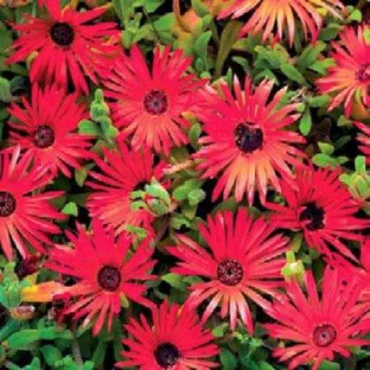 500 Livingstone Daisy Seeds Ice Plant Red Livingstone Daisy flower seeds