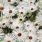 500 White Livingstone Daisy Seeds Ice Plant Perennial