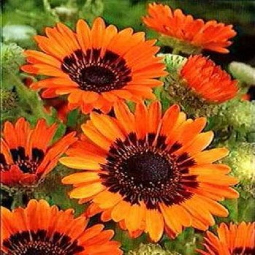 500 Cape Daisy Seeds Orange Monarch Of The Veldt