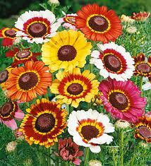 500 Painted Daisy Seeds Chrysanthemum Flower Seeds