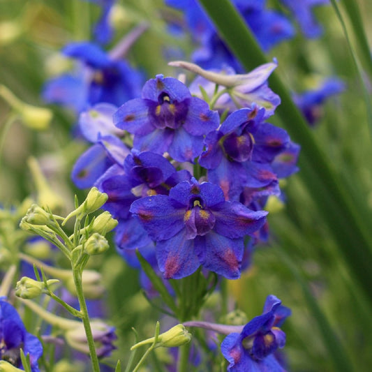 Delphinium Seeds 25 thru 250 Delphinium Blue Butterfly Perennial Seeds