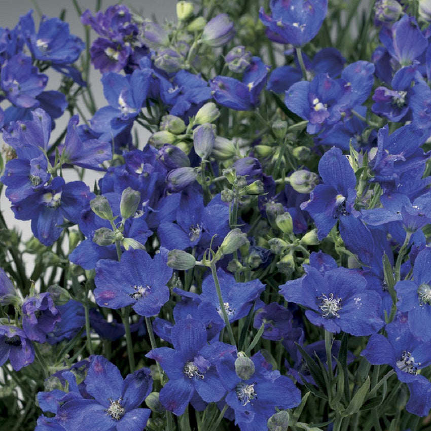 50 Delphinium Seeds Delfix Blue Larkspur Seeds Perennial Seeds