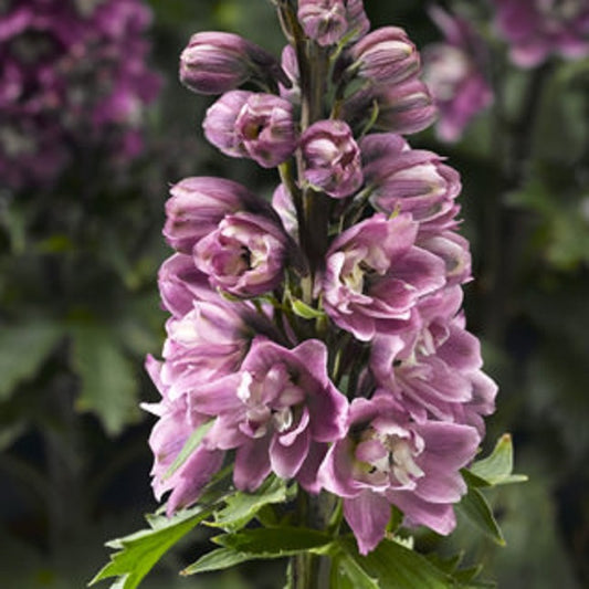 Delphinium Seeds Delphinium Delphina Rose White Bee 50 Larkspur Seeds