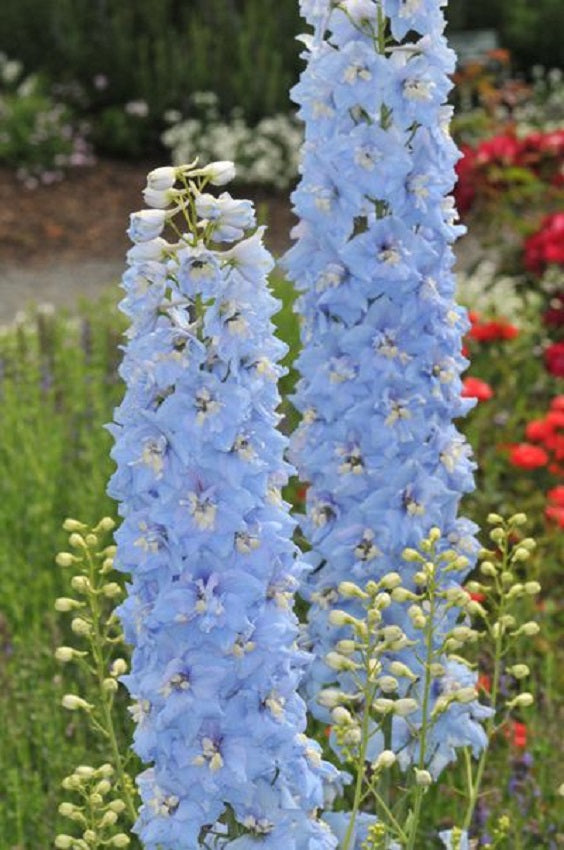delphinium flower seeds 50 Delphinium Seeds Pacific Giant Summer Skies Flower Seeds