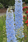 50 Delphinium Seeds Pacific Giant Summer Skies Flower Seeds