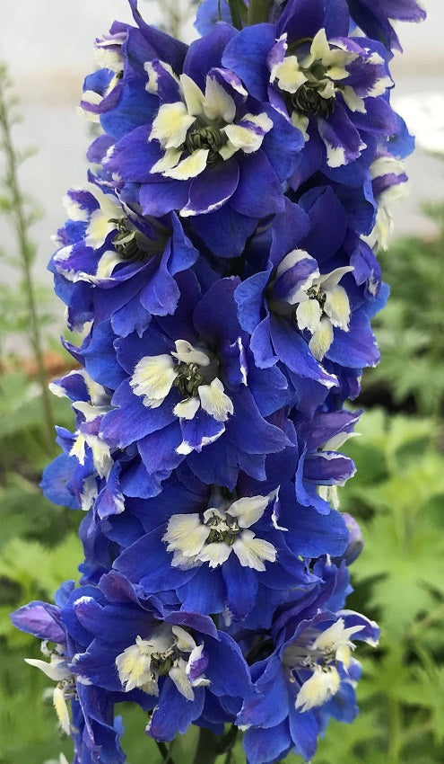 50 Delphinium Seeds Pennant Dark Blue White Bee Perennial