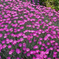 Flower Seeds 100 Dianthus Seeds Chedder Pink