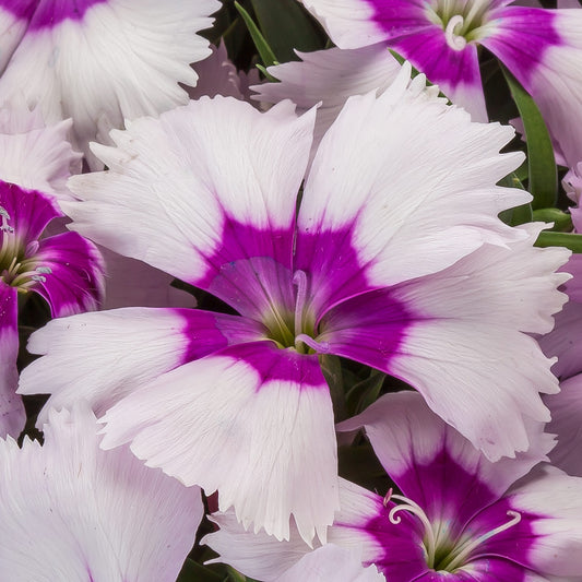 50 Pelleted Flower Seeds Dianthus Seeds Venti Blueberry Eye