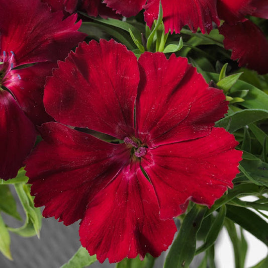 50 Pelleted Flower Seeds Dianthus Seeds Venti Crimson