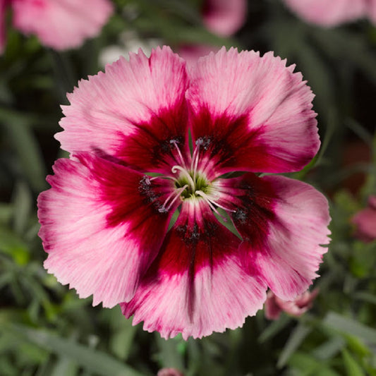 50 Pelleted Dianthus Seeds Venti Crimson Eye