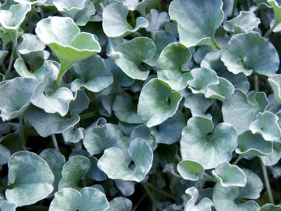 silver falls plant seeds Silver Falls Dichondra Seeds