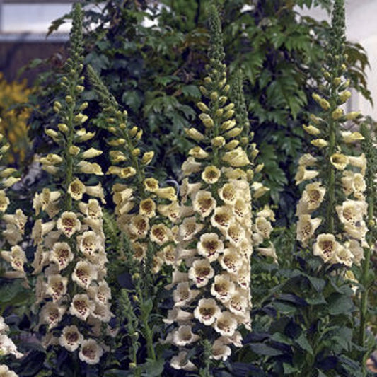 Digitalis Seeds 50 Pelleted Seeds Digitalis Camelot Cream Foxglove Seeds F1