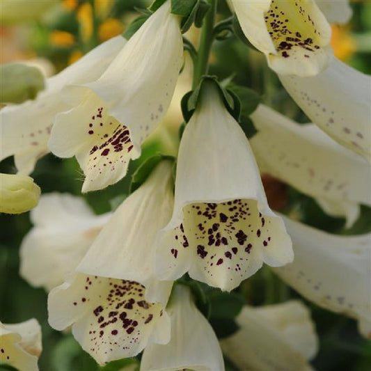 Digitalis Seeds Dalmatian Creme 50 Pelleted Seeds Foxglove Seeds