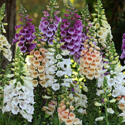 Digitalis Seeds Dalmatian Mix 50 Pelleted Seeds Foxglove Seeds