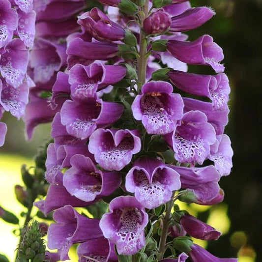 Digitalis Seeds Dalmatian Purple 50 Pelleted Seeds Foxglove Seeds