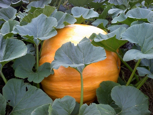 Pumpkin Seeds Dills Atlantic Giant 50 Garden Seeds
